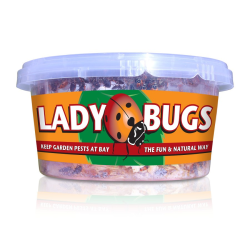 Orcon Ladybugs